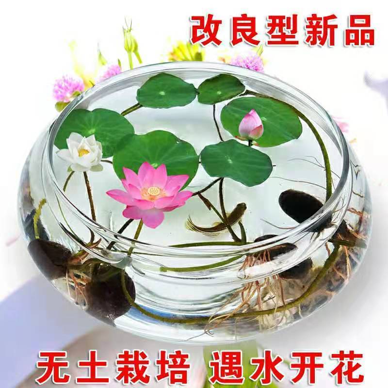 四季开花盆栽碗莲种子水培植物睡莲荷花种子水生水养室内绿植