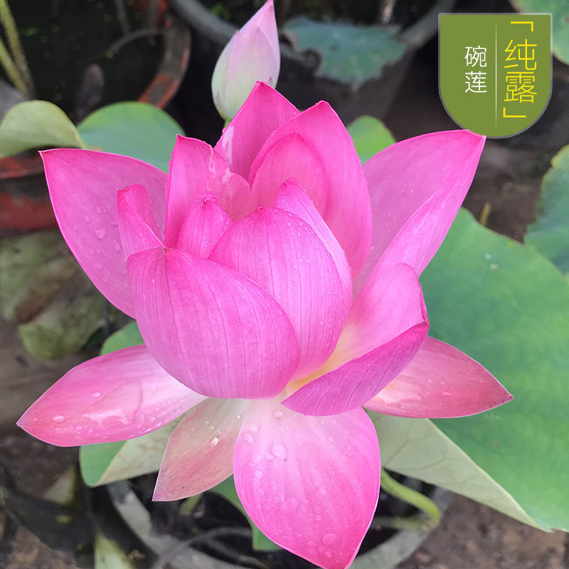四季开花盆栽碗莲种子水培植物睡莲荷花种子水生水养室内绿植