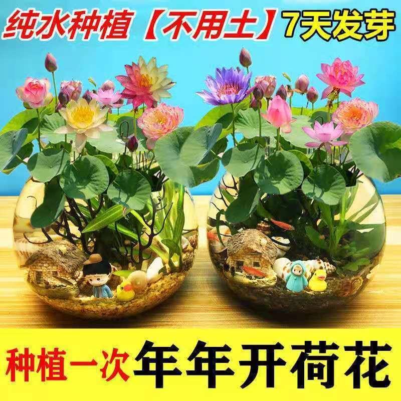 四季开花盆栽碗莲种子水培植物睡莲荷花种子水生水养室内绿植
