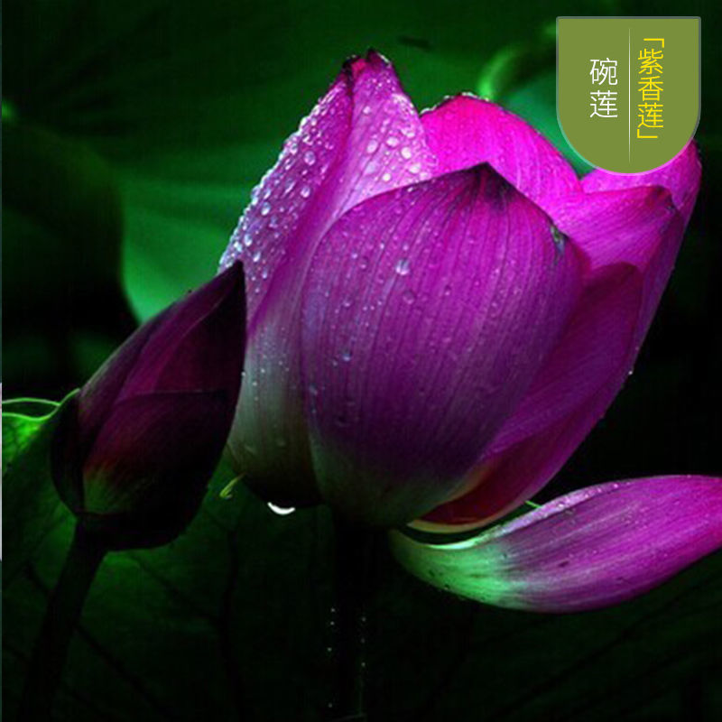 四季开花盆栽碗莲种子水培植物睡莲荷花种子水生水养室内绿植