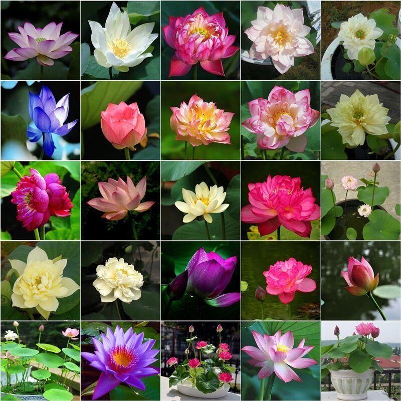 四季开花盆栽碗莲种子水培植物睡莲荷花种子水生水养室内绿植