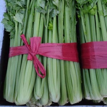 芹菜70左右高度