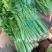 芹菜70左右高度