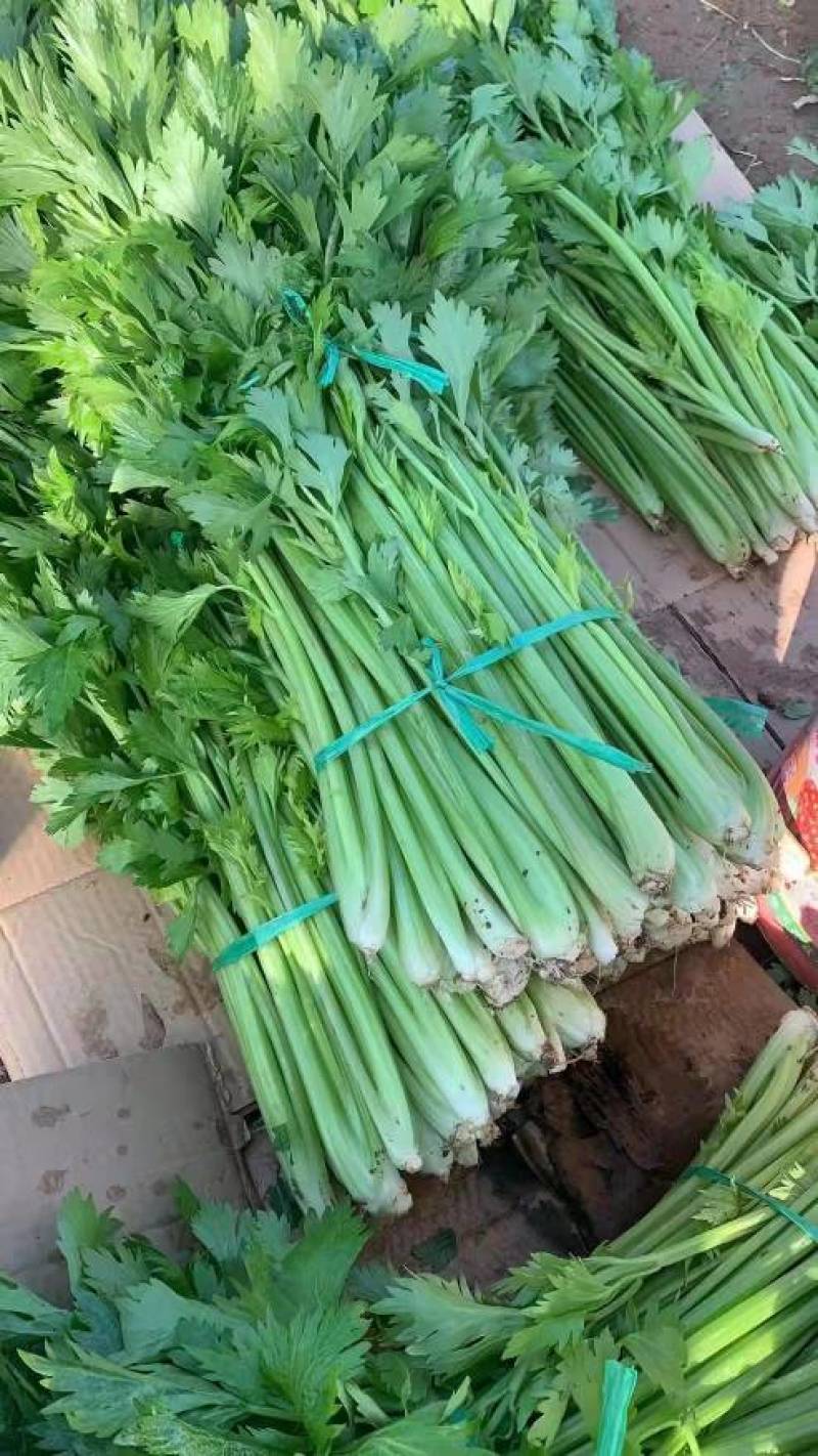 芹菜70左右高度