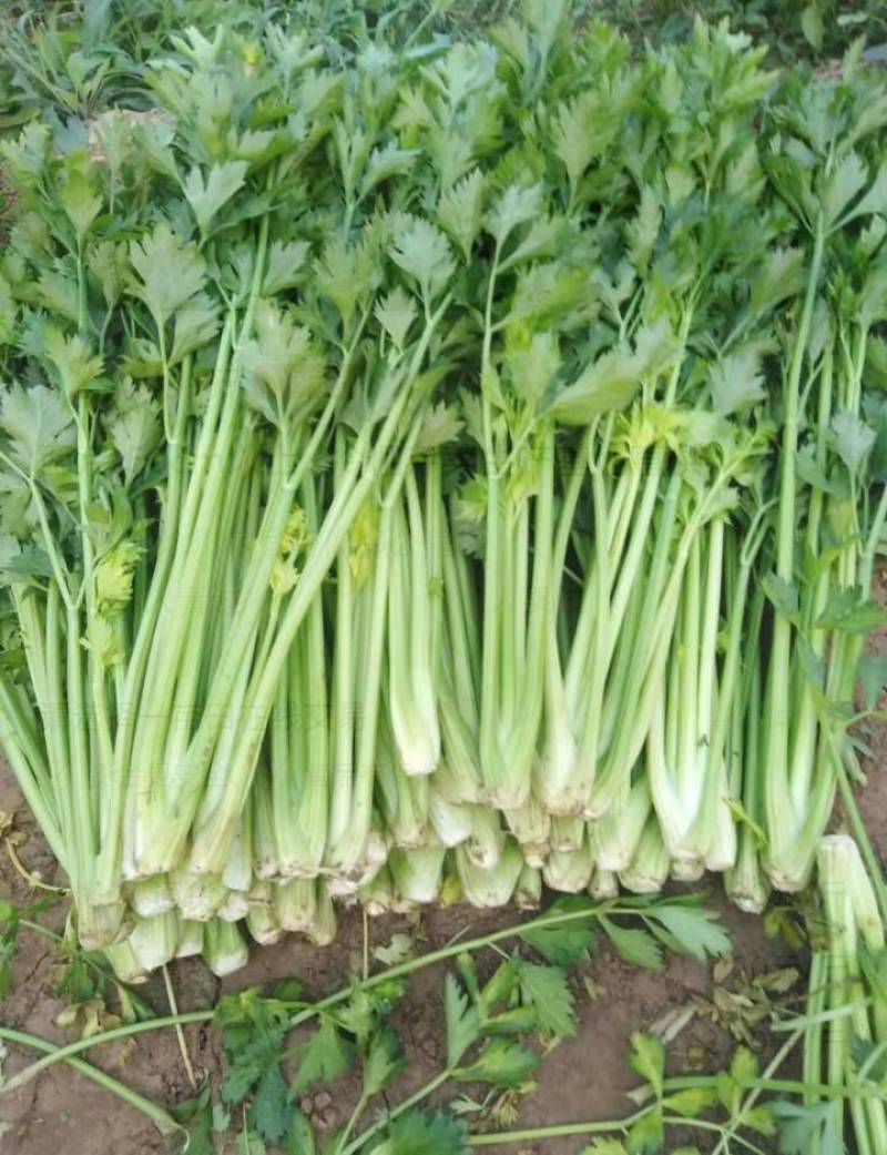 芹菜70左右高度