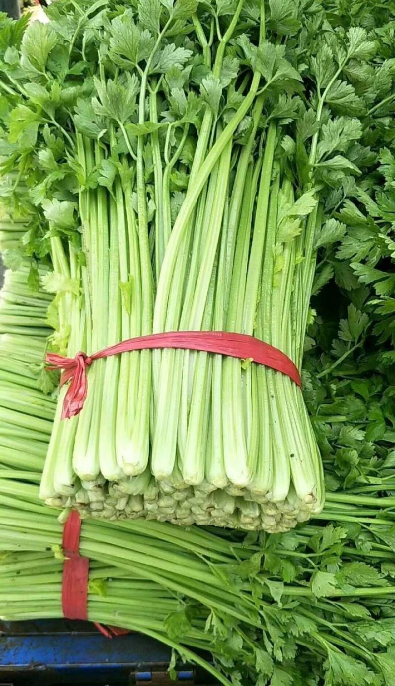 芹菜70左右高度