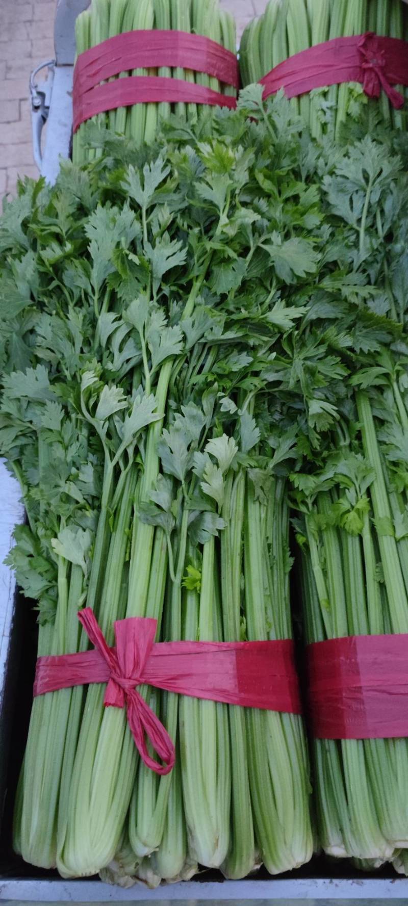 芹菜70左右高度