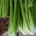 芹菜70左右高度