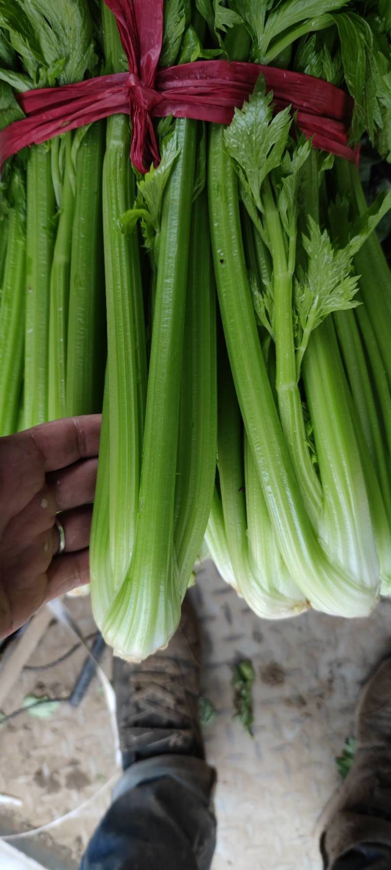 芹菜70左右高度