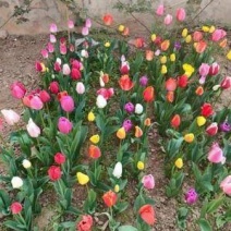 【四季开花】耐寒郁金香水培盆栽浓香型懒人绿植花卉种球！
