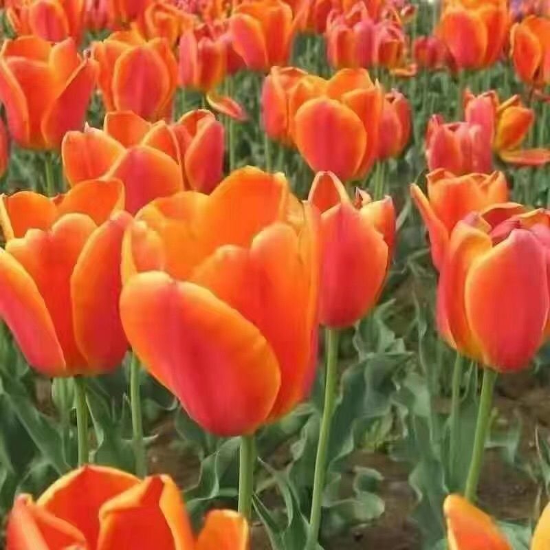 【四季开花】耐寒郁金香水培盆栽浓香型懒人绿植花卉种球！