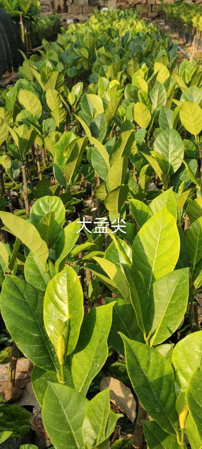 长孟尖榴莲蜜苗