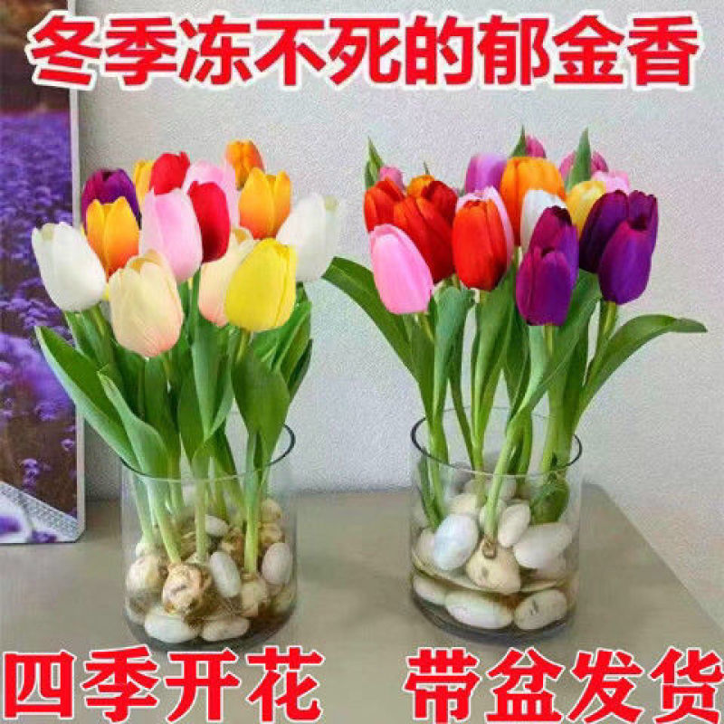 【四季开花】耐寒郁金香水培盆栽浓香型懒人绿植花卉种球！