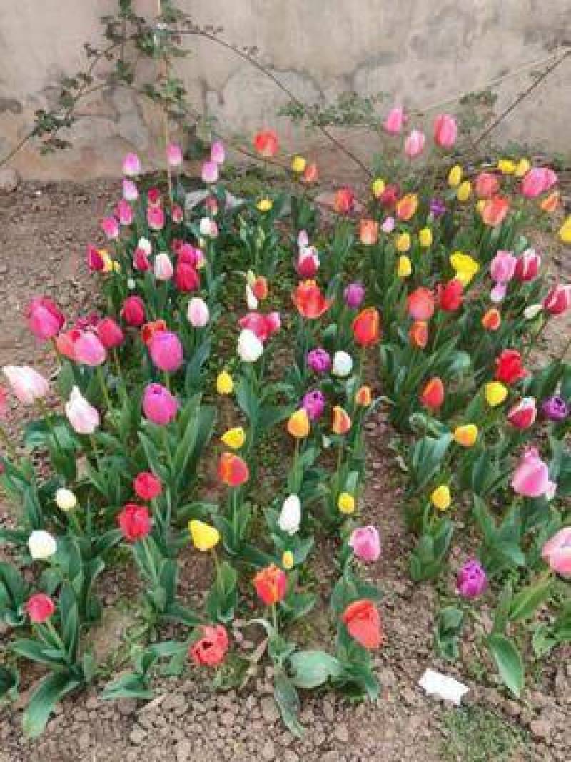 【四季开花】耐寒郁金香水培盆栽浓香型懒人绿植花卉种球！