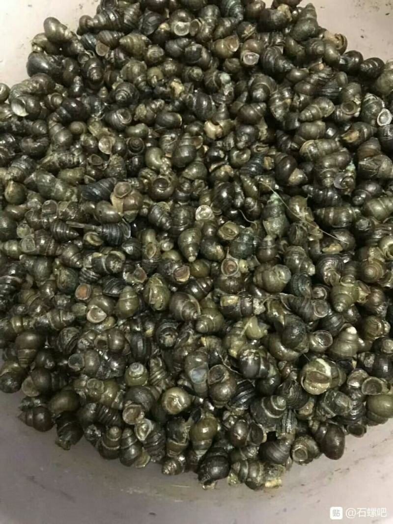 田螺种，人工养殖，无青苔，厚壳商品螺，规格选择，