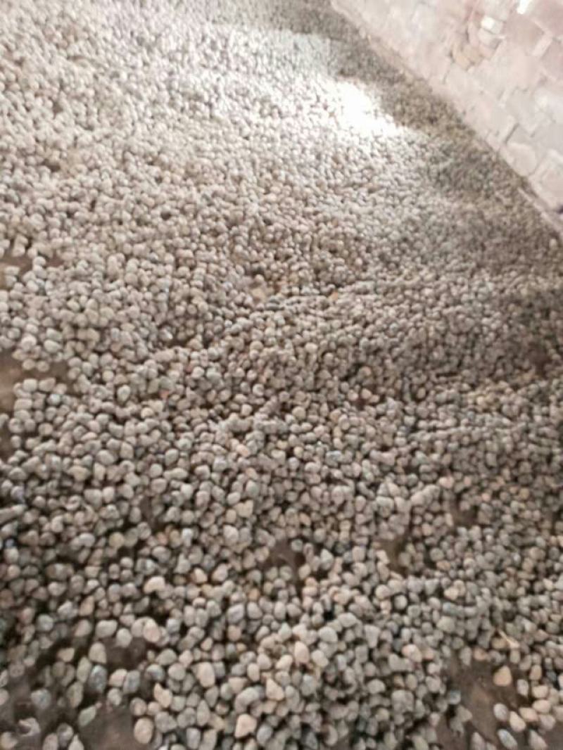 田螺种，人工养殖，无青苔，厚壳商品螺，规格选择，