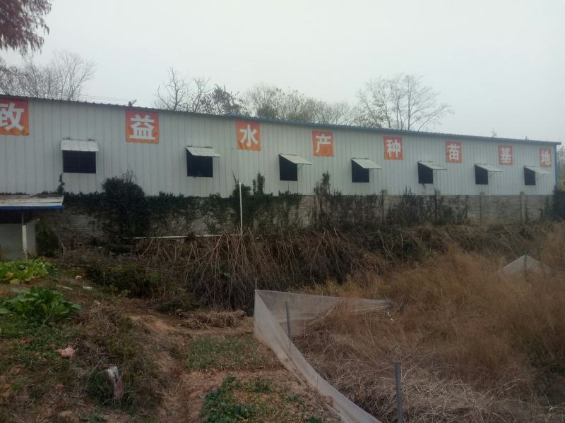 田螺种，人工养殖，无青苔，厚壳商品螺，规格选择，