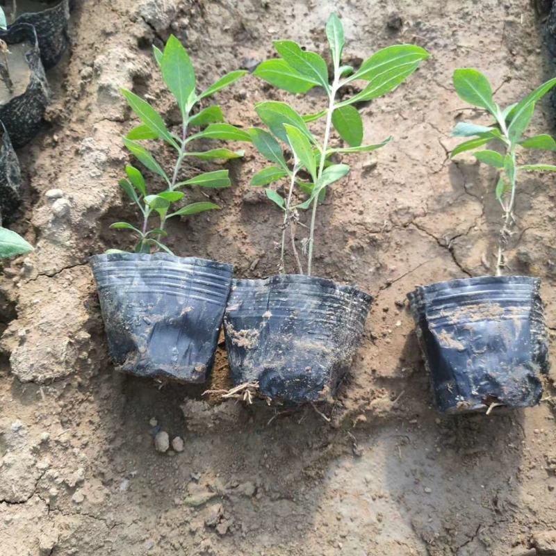 福禄考盆栽小苗耐寒植物春季花卉新手室外阳台盆栽花卉
