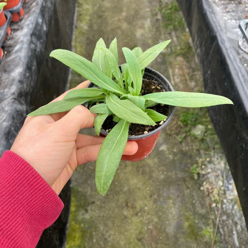 福禄考盆栽小苗耐寒植物春季花卉新手室外阳台盆栽花卉