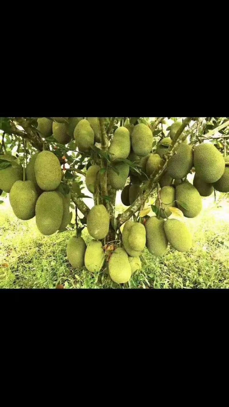长孟尖榴莲蜜苗