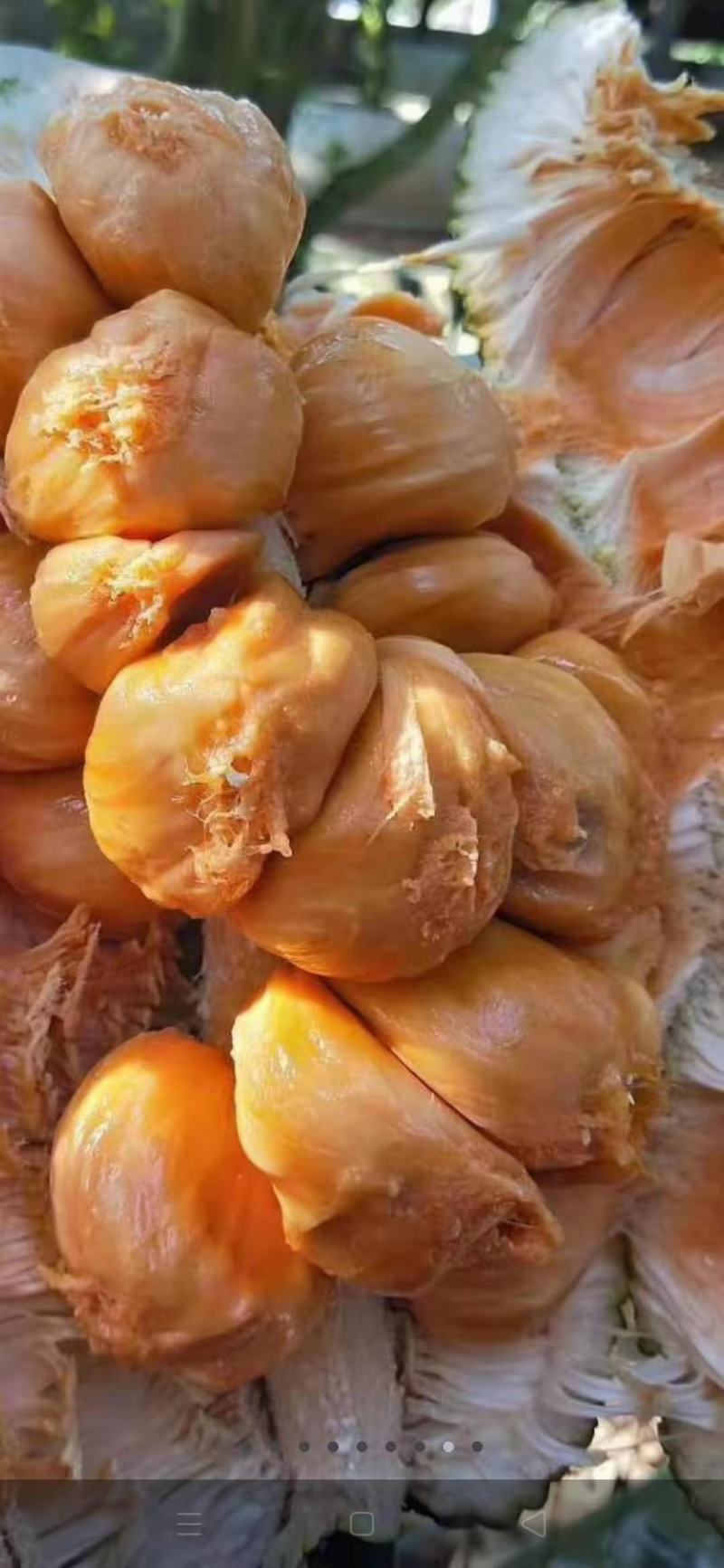 长孟尖榴莲蜜苗