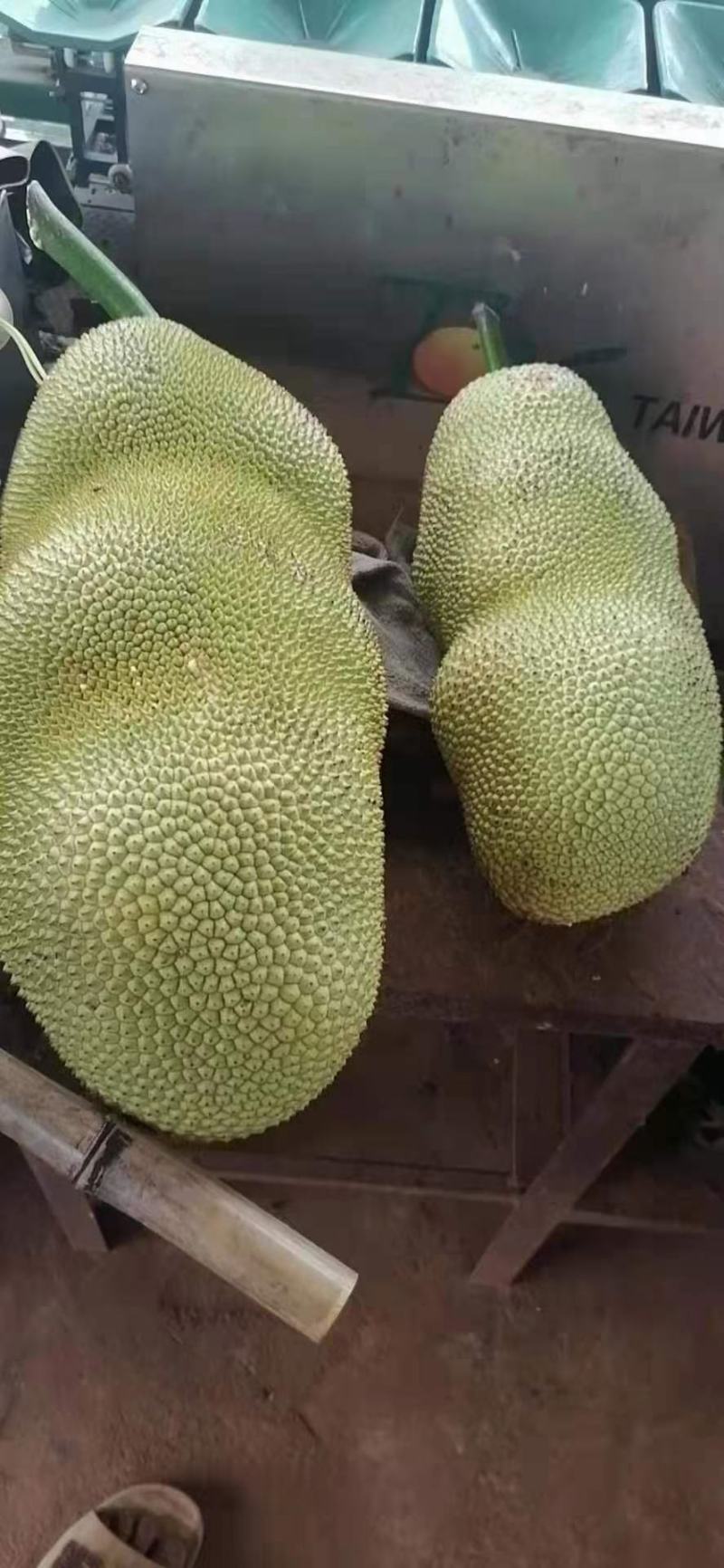 长孟尖榴莲蜜苗