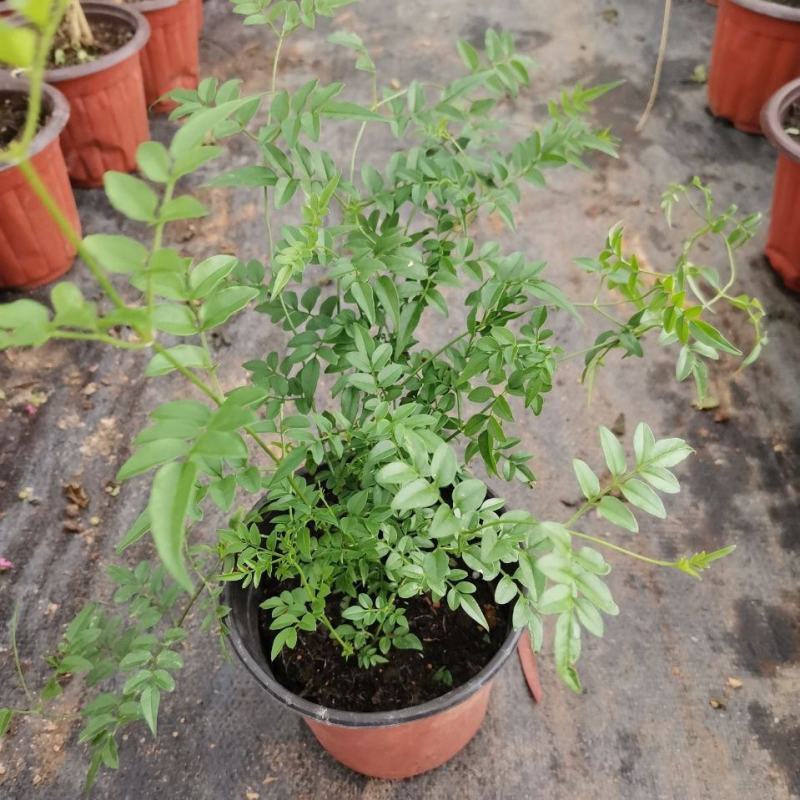 多花素馨盆栽花篮庭院阳台室内爬藤耐热耐寒好养活芳香开花