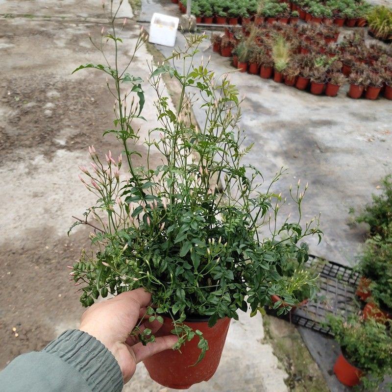 多花素馨盆栽花篮庭院阳台室内爬藤耐热耐寒好养活芳香开花