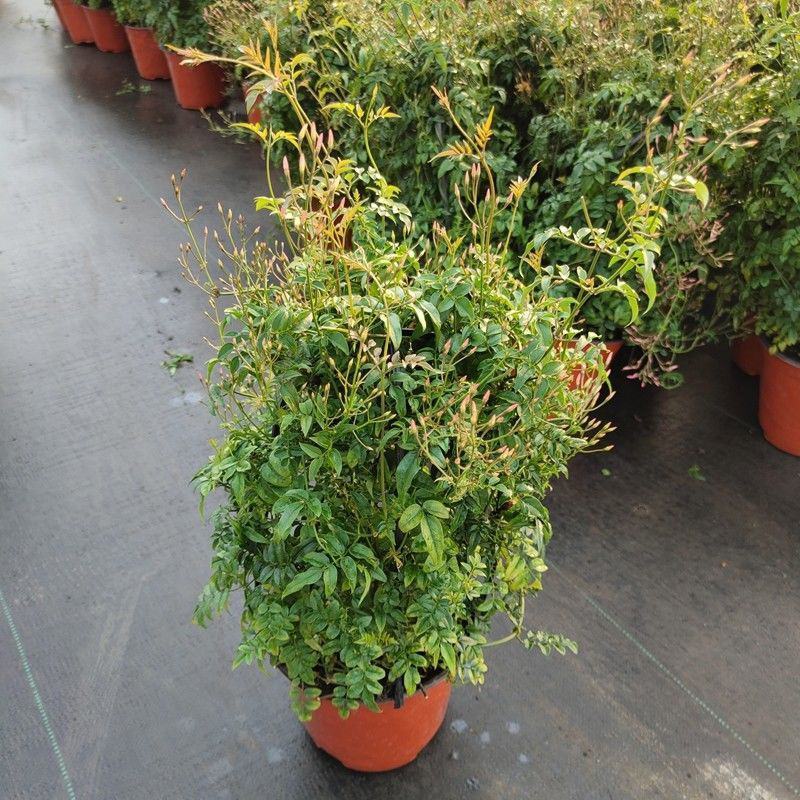 多花素馨盆栽花篮庭院阳台室内爬藤耐热耐寒好养活芳香开花