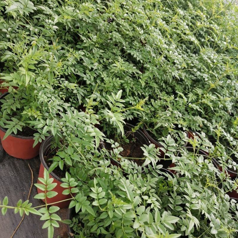 多花素馨盆栽花篮庭院阳台室内爬藤耐热耐寒好养活芳香开花