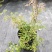 多花素馨盆栽花篮庭院阳台室内爬藤耐热耐寒好养活芳香开花
