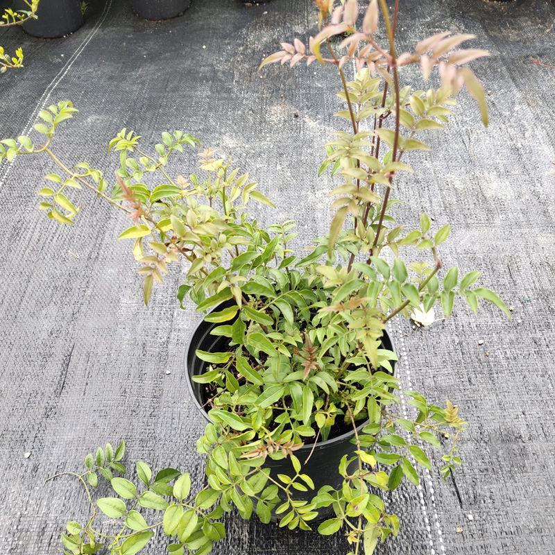 多花素馨盆栽花篮庭院阳台室内爬藤耐热耐寒好养活芳香开花
