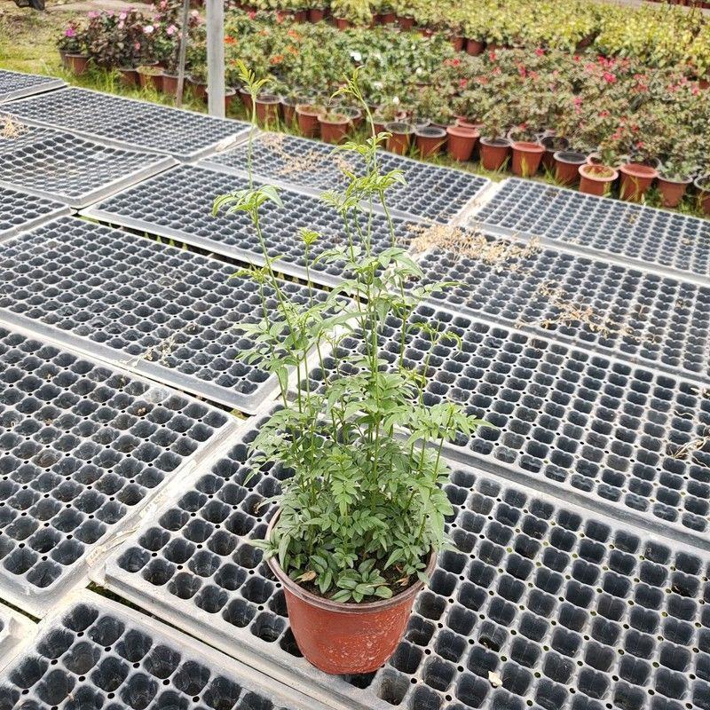 多花素馨盆栽花篮庭院阳台室内爬藤耐热耐寒好养活芳香开花