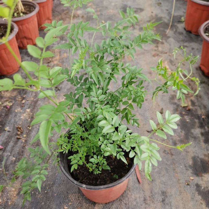 多花素馨盆栽花篮庭院阳台室内爬藤耐热耐寒好养活芳香开花