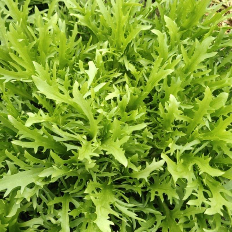 精品苦菊产地直销欢迎各大商超前来采购