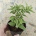 牛至苗披萨草盆栽驱蚊草可食用香草阳台庭院花卉易种活