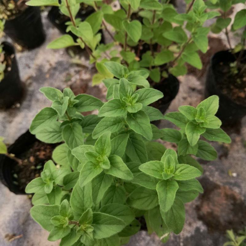 牛至苗披萨草盆栽驱蚊草可食用香草阳台庭院花卉易种活