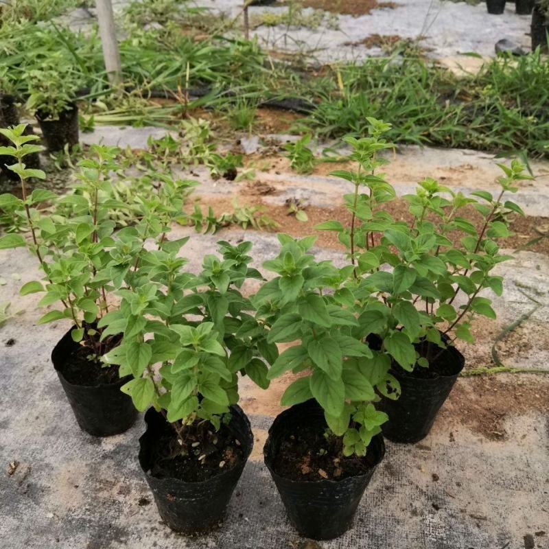 牛至苗披萨草盆栽驱蚊草可食用香草阳台庭院花卉易种活