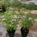 牛至苗披萨草盆栽驱蚊草可食用香草阳台庭院花卉易种活