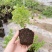 牛至苗披萨草盆栽驱蚊草可食用香草阳台庭院花卉易种活