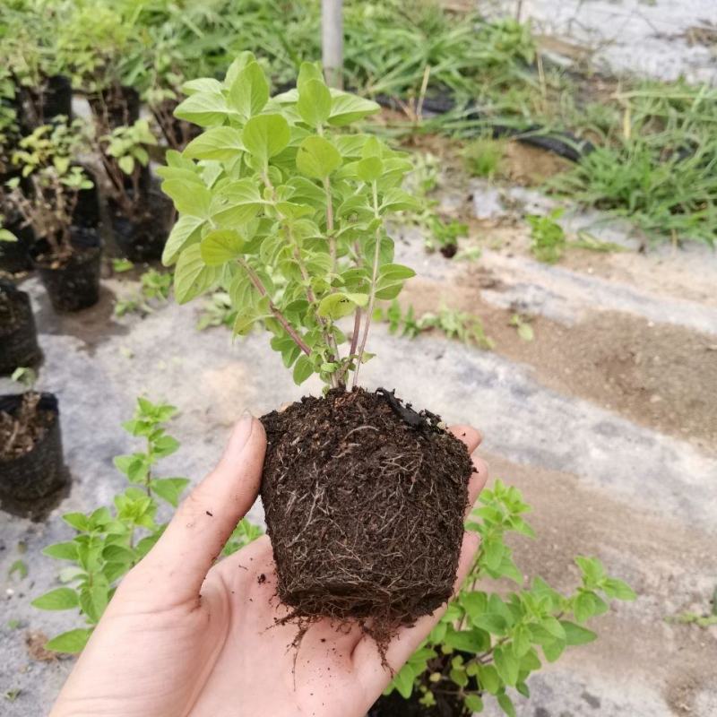 牛至苗披萨草盆栽驱蚊草可食用香草阳台庭院花卉易种活