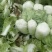 山东肥城市北京新三号白菜4~6斤净菜袋装