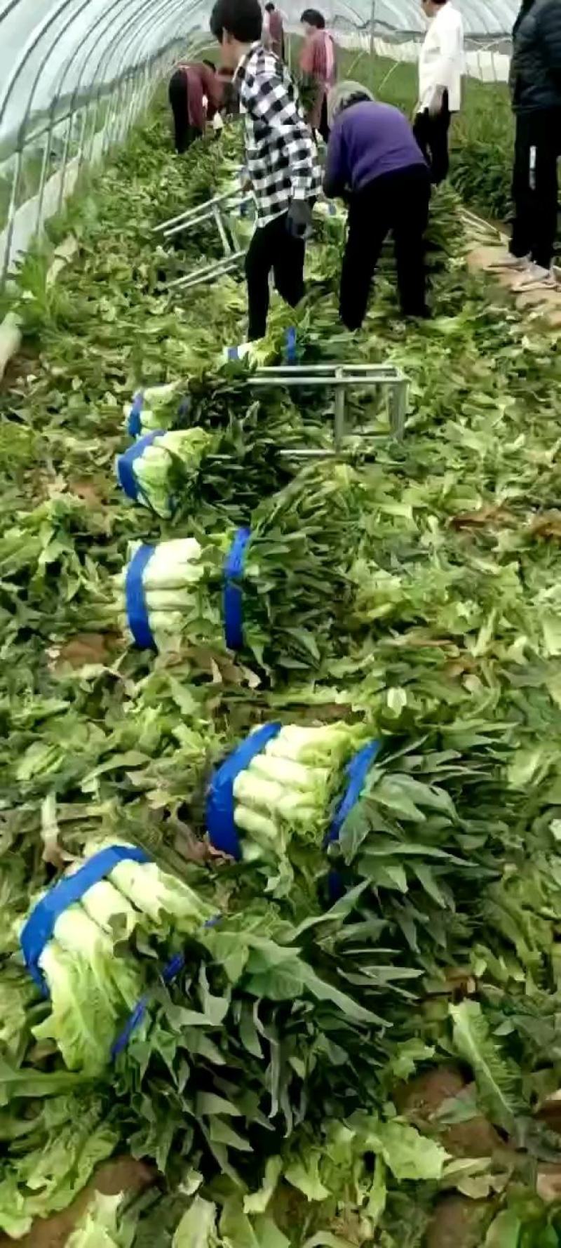 【精选】开封红叶香莴笋大量供应产地直发，供应全国欢迎联系