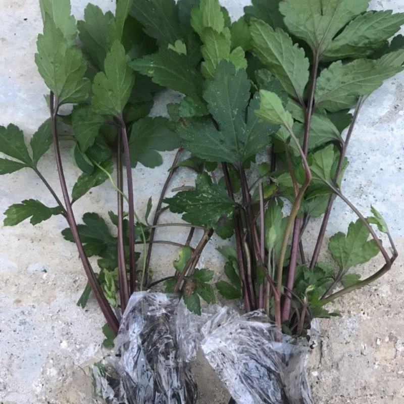 食用红艾苗珍珠花菜苗红经艾苗鸭脚艾草苗易种盆栽地栽