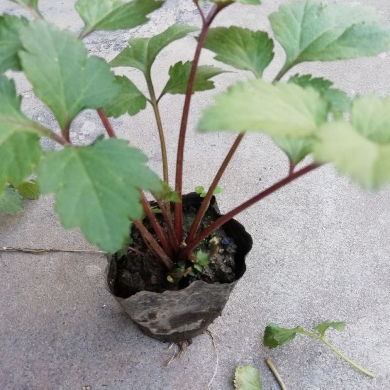 食用红艾苗珍珠花菜苗红经艾苗鸭脚艾草苗易种盆栽地栽