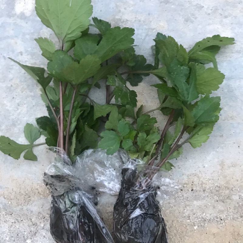 食用红艾苗珍珠花菜苗红经艾苗鸭脚艾草苗易种盆栽地栽