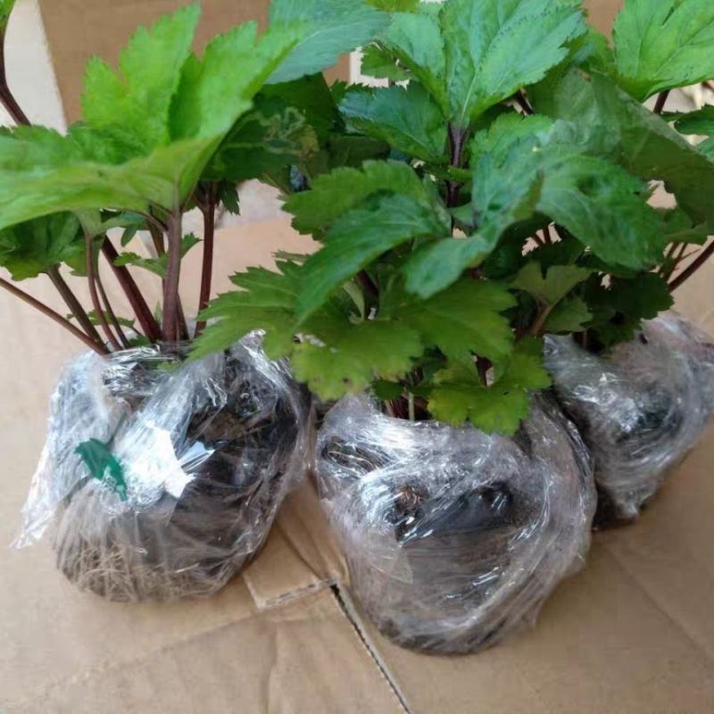 食用红艾苗珍珠花菜苗红经艾苗鸭脚艾草苗易种盆栽地栽