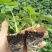 香野草莓苗天仙醉草莓苗,脱毒种苗现挖现卖基地直售