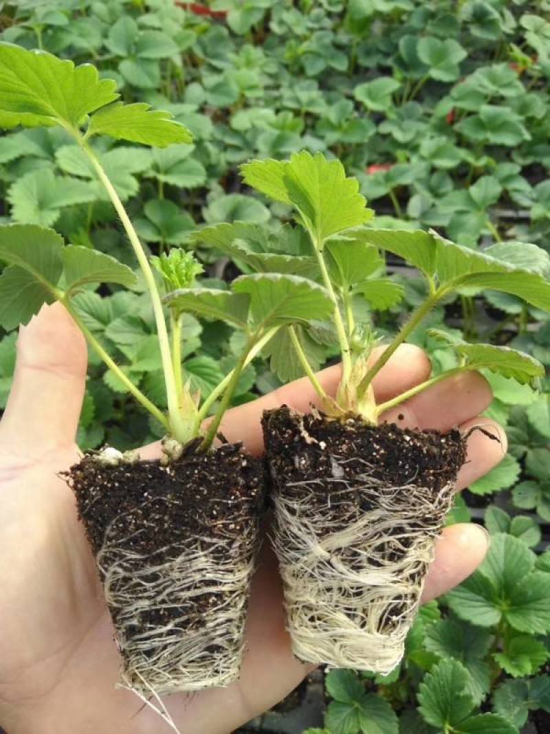 香野草莓苗天仙醉草莓苗，脱毒种苗现挖现卖基地直售