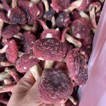 新货福建特产武夷山野生红菇红菌红菇干货煲汤月子食